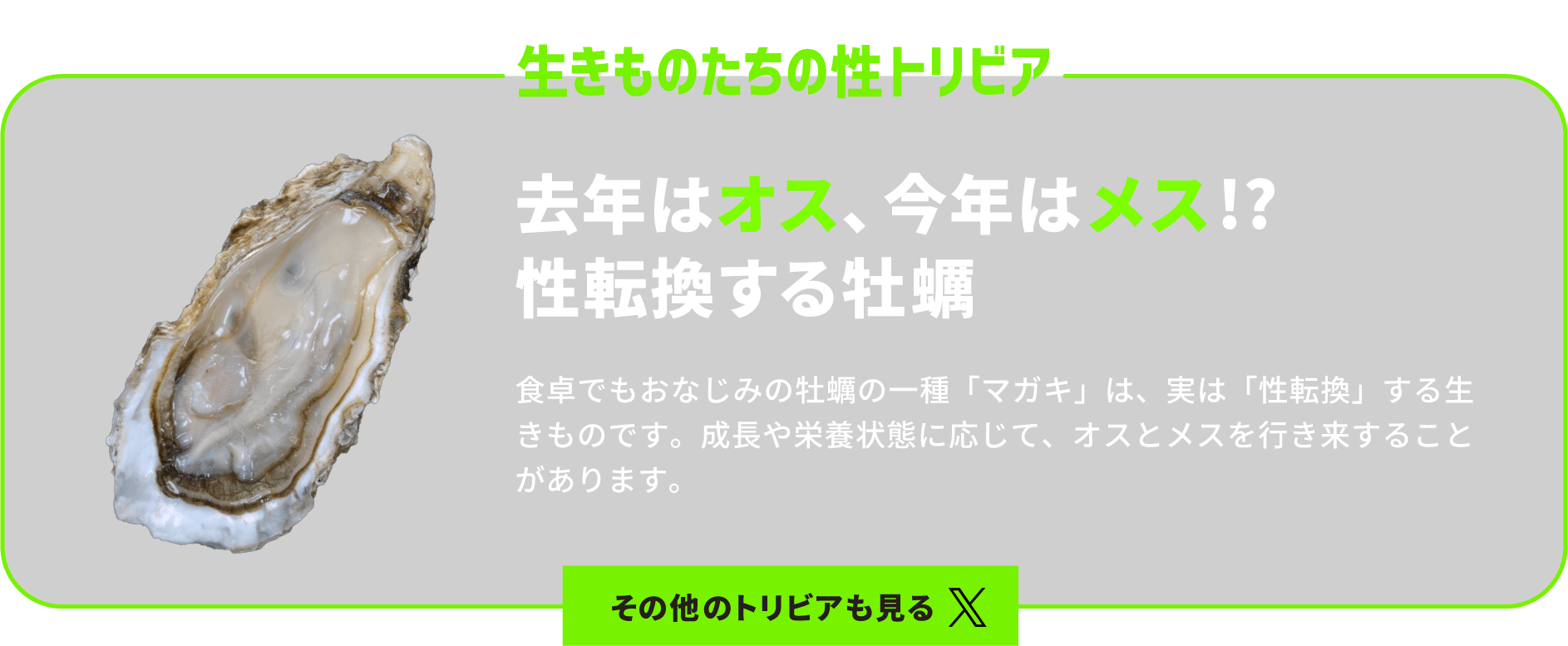 トリビア：牡蠣