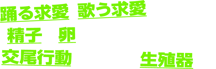 踊る求愛・歌う求愛
精子と卵、その出会いとは?
交尾行動と多様な生殖器