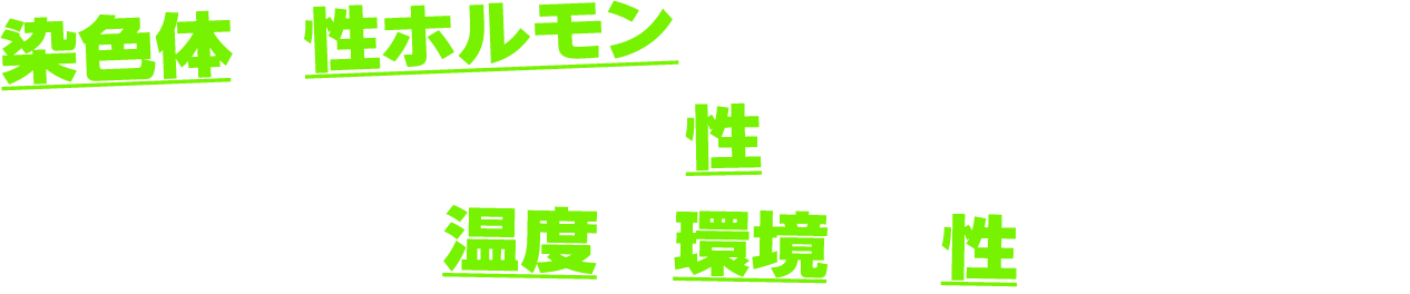 染色体と性ホルモン
生きている途中で性が変わる「性転換」
温度や環境で、性が決まる!?